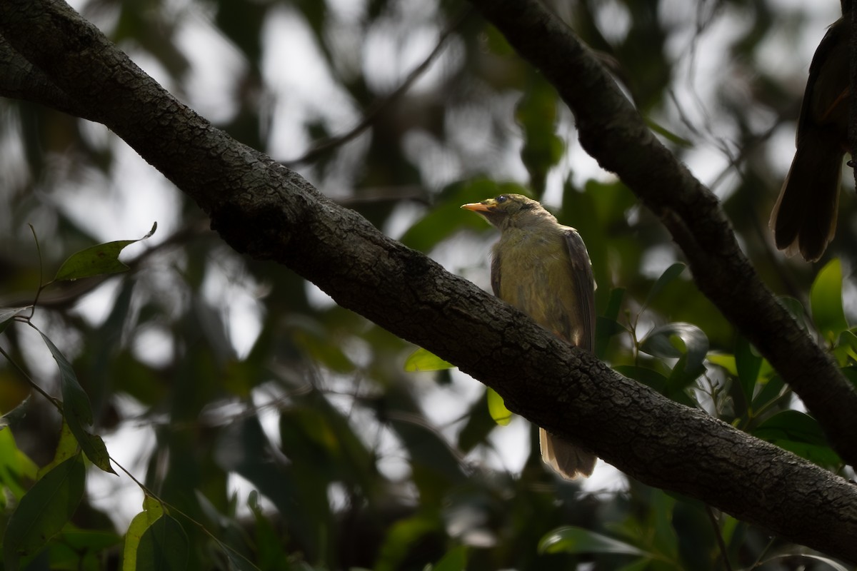 スズミツスイ - ML644431846