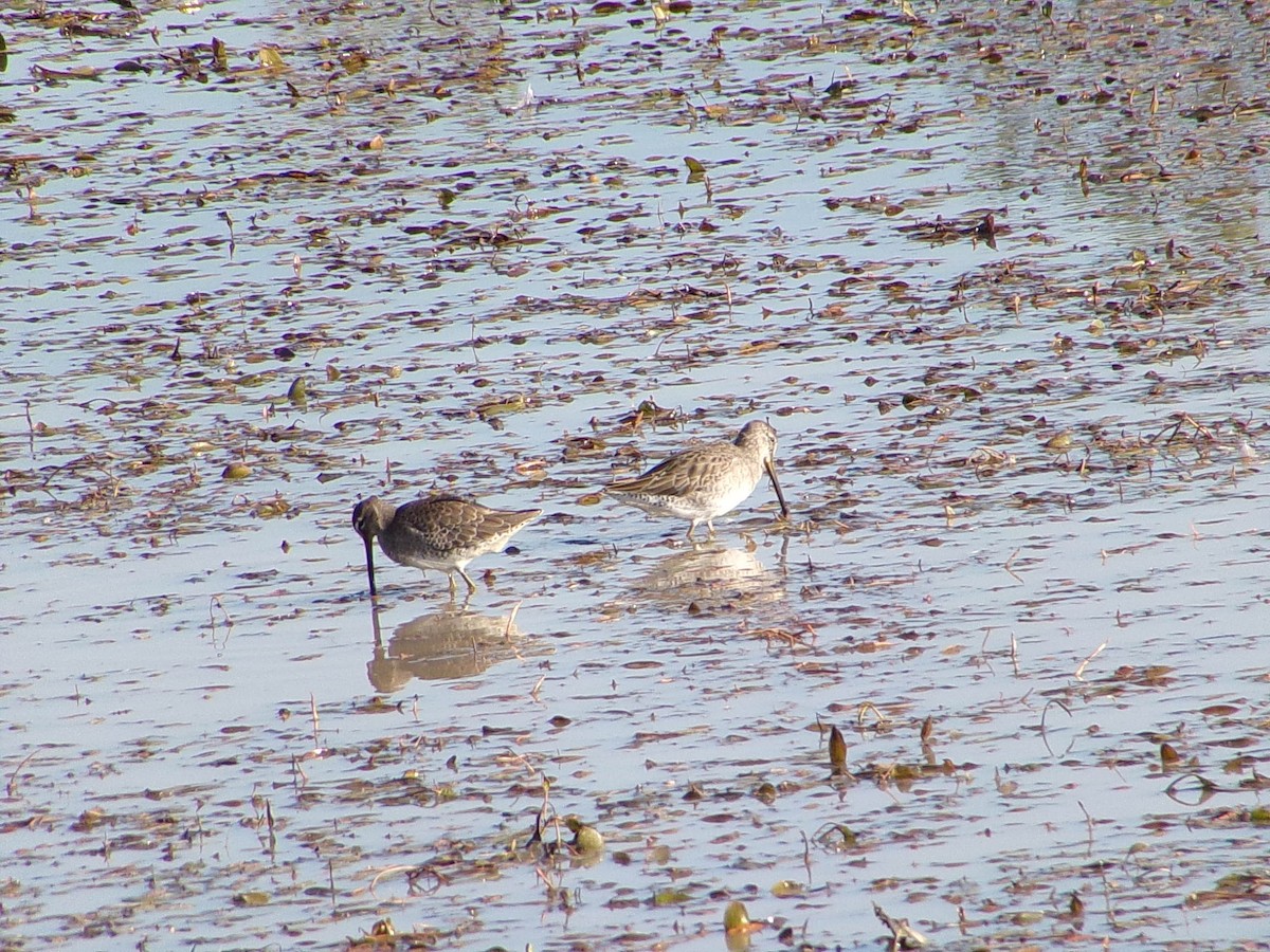 Хараалжин цууцил - ML644431857