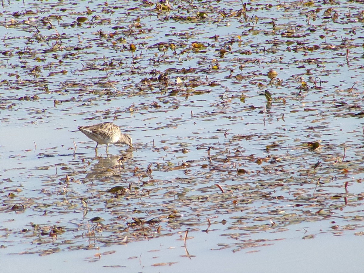 Хараалжин цууцил - ML644431860