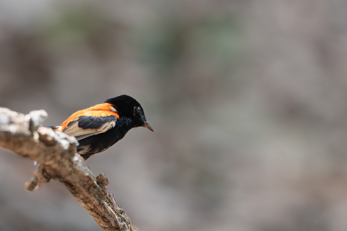 Red-backed Fairywren - ML644431870