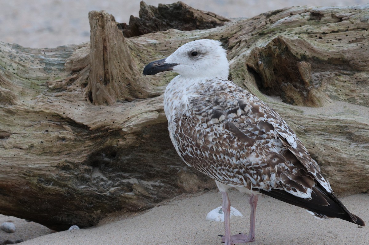 Great Black-backed Gull - ML644431893