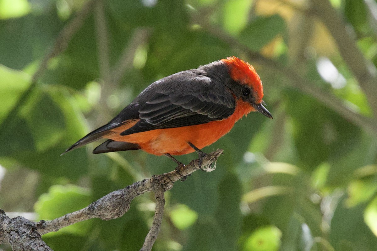 Vermilion Flycatcher - ML644431894