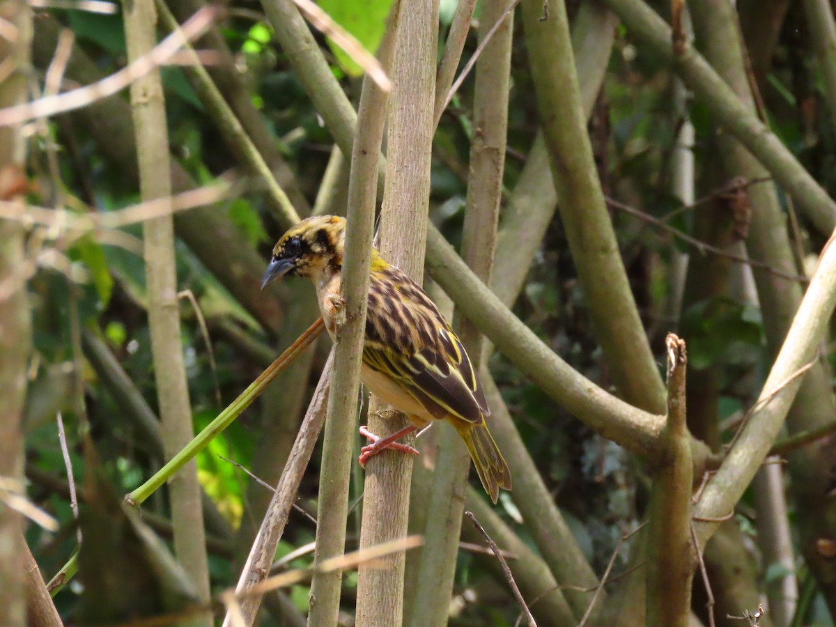 Black-headed Weaver - ML644431896