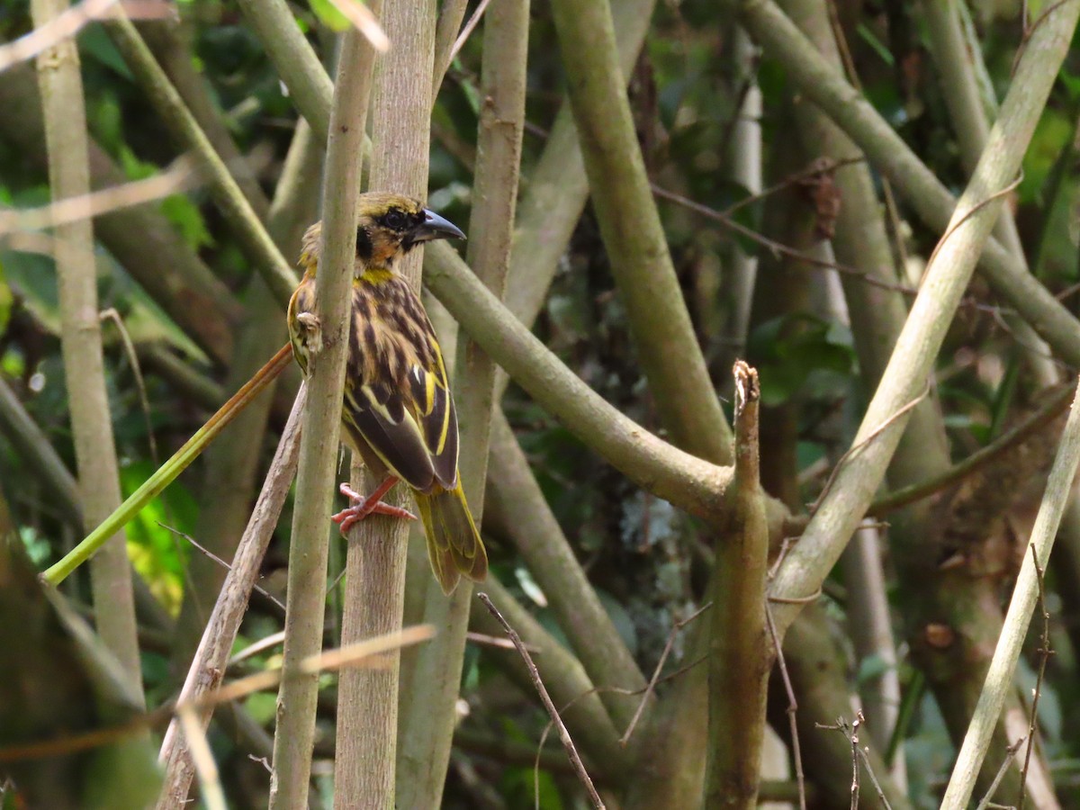 Black-headed Weaver - ML644431904