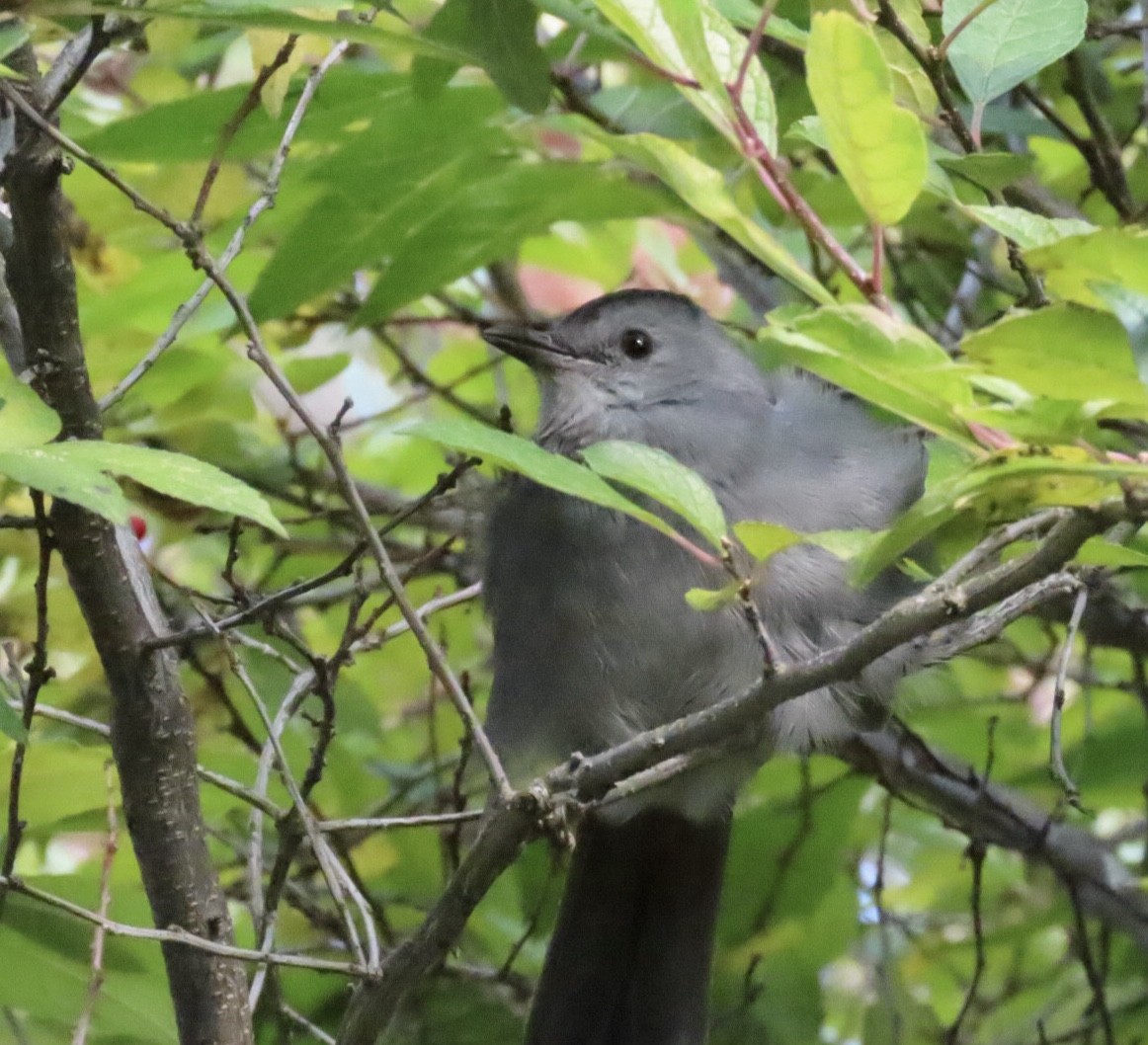 ימימן אמריקני - ML644431906