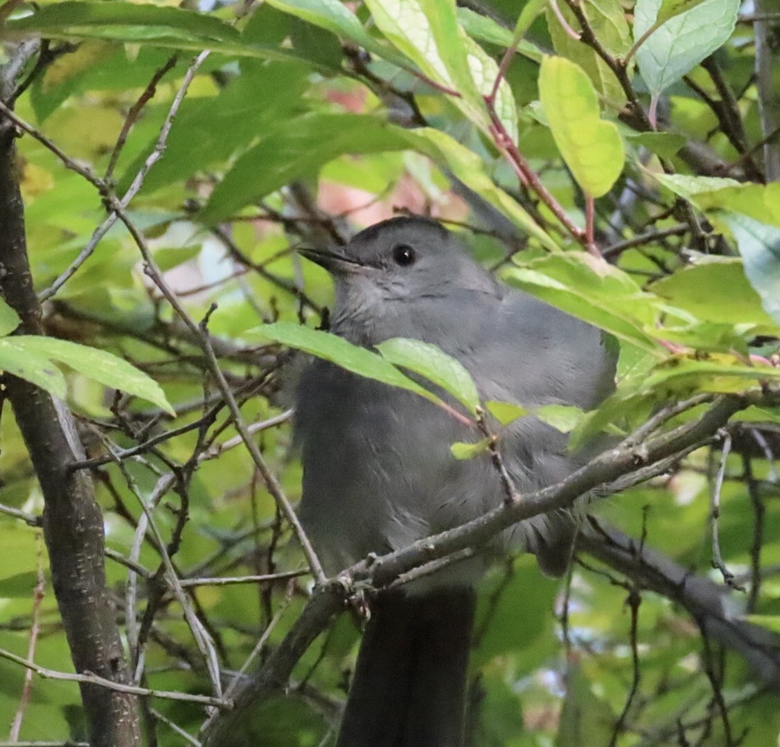 ימימן אמריקני - ML644431907