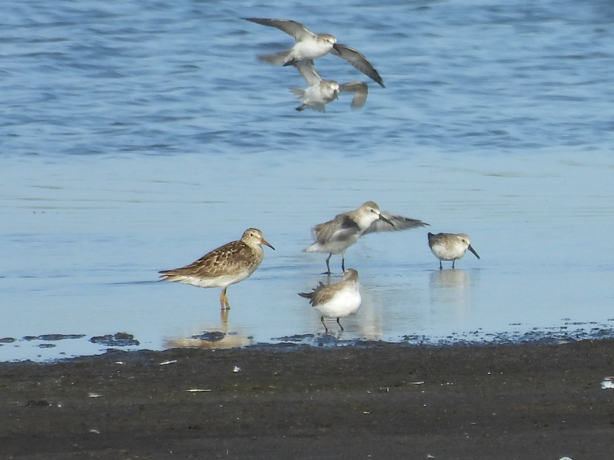 Pectoral Sandpiper - ML644431912