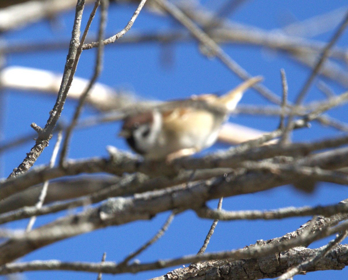 Eurasian Tree Sparrow - ML644431920