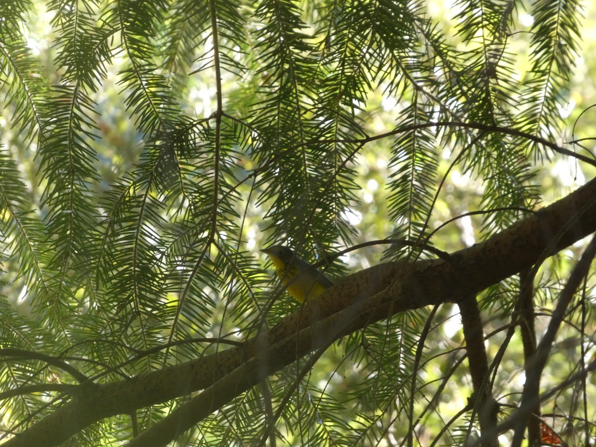 Канадская вильсония - ML644431923