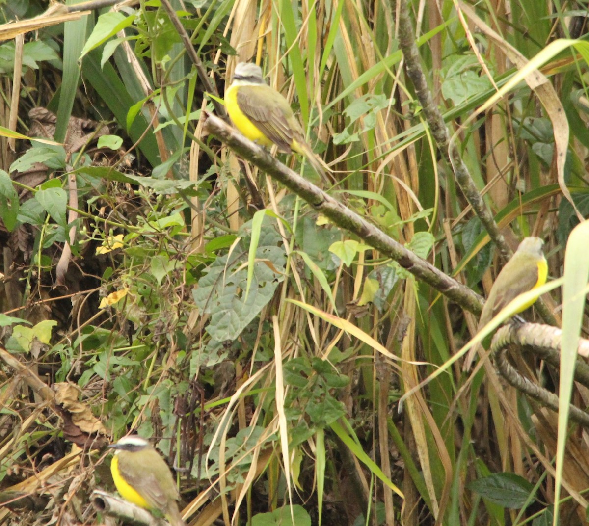 アカボウシヒタキモドキ - ML644431924