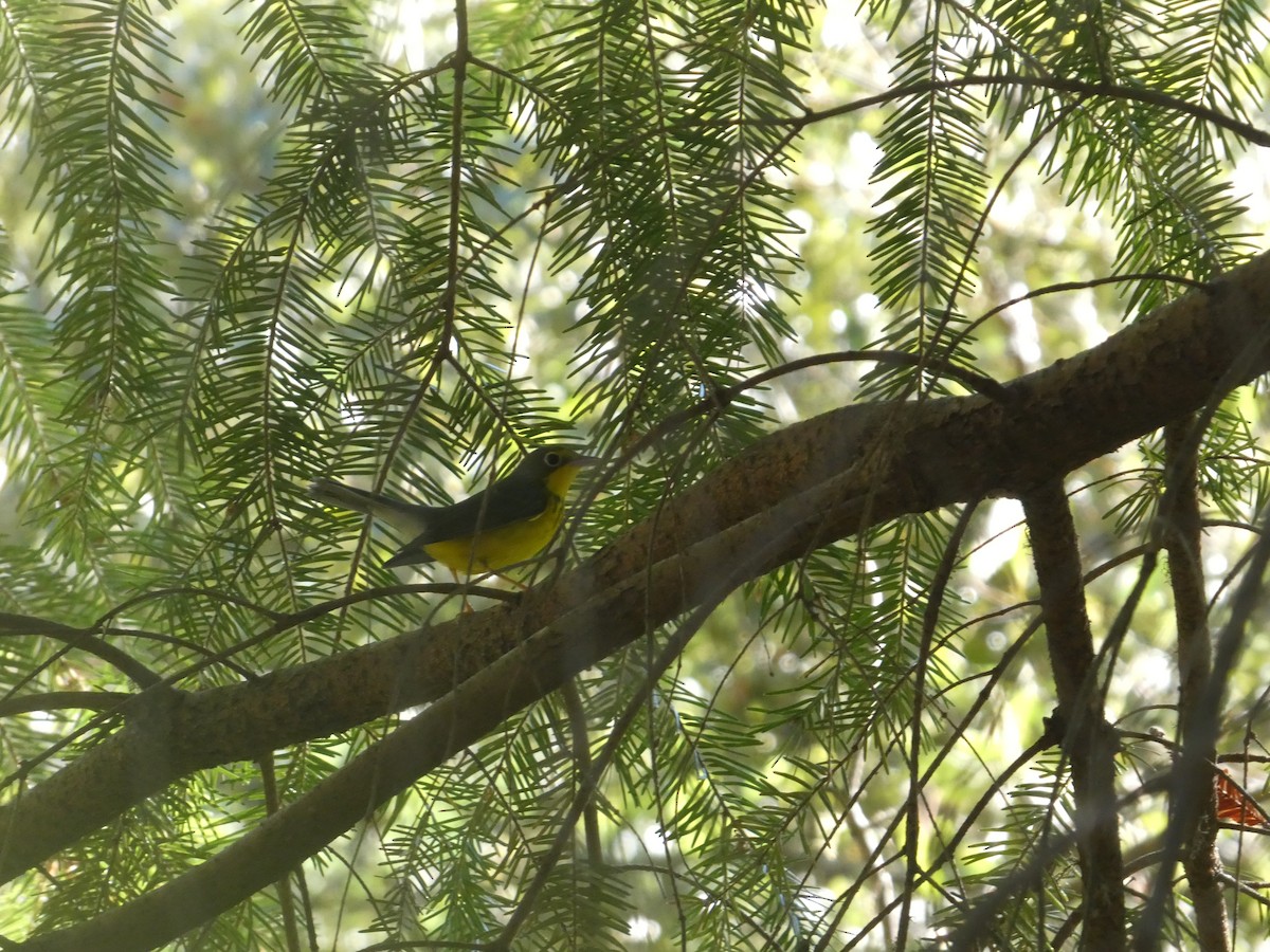 Канадская вильсония - ML644431926