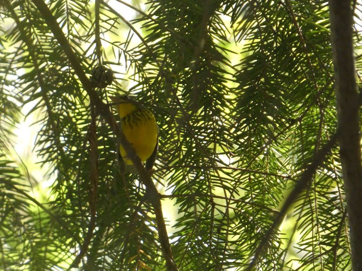 Канадская вильсония - ML644431930