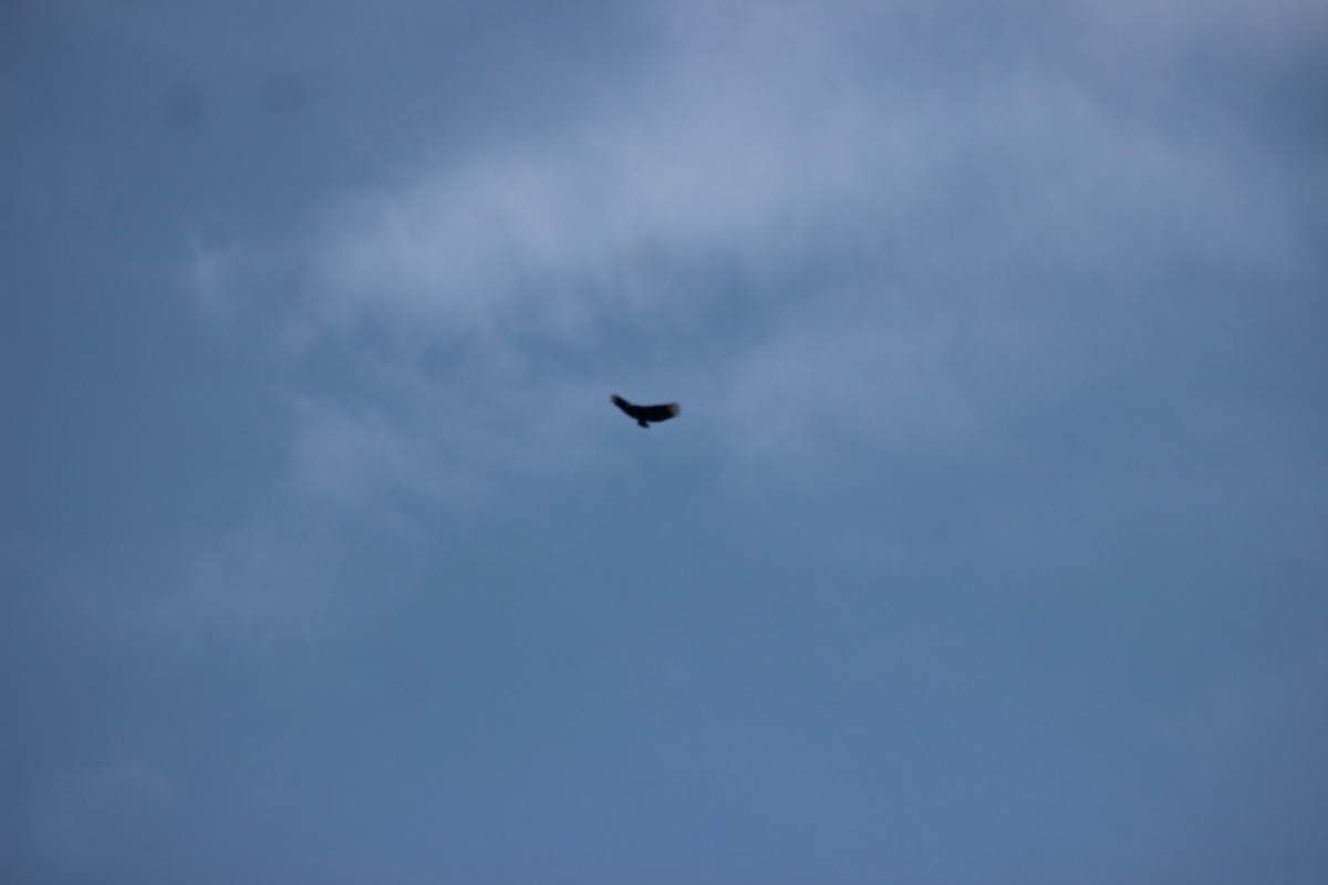 Black Vulture - ML644431935