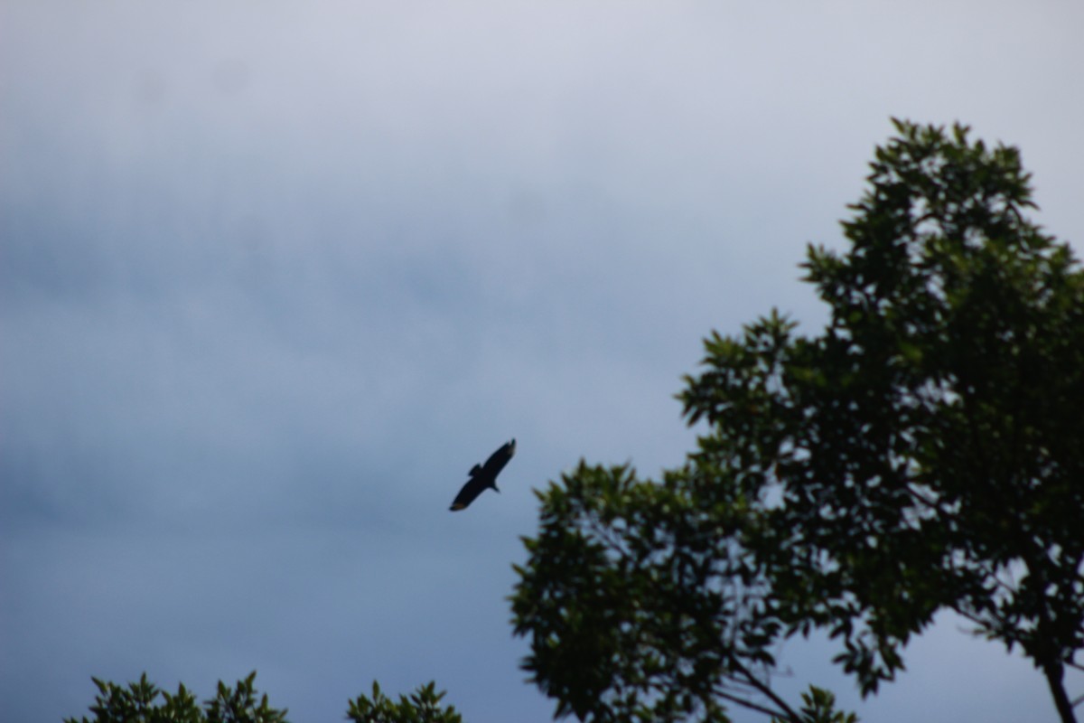 Black Vulture - ML644431937