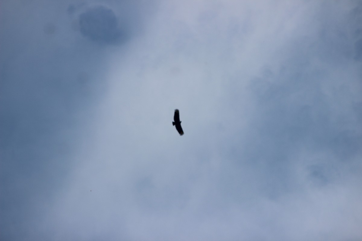 Black Vulture - ML644431938