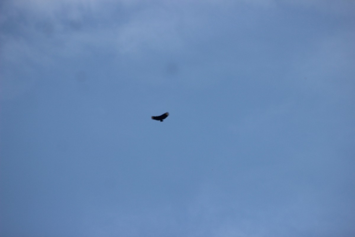 Black Vulture - ML644431939