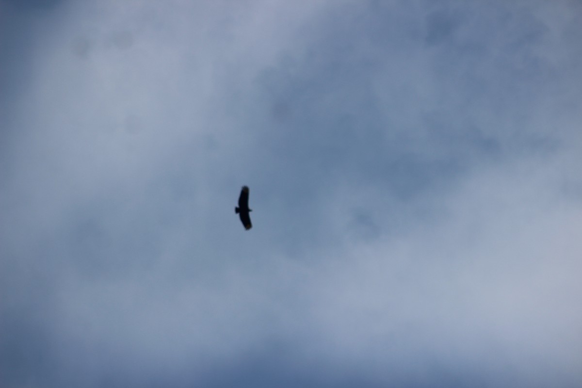 Black Vulture - ML644431940