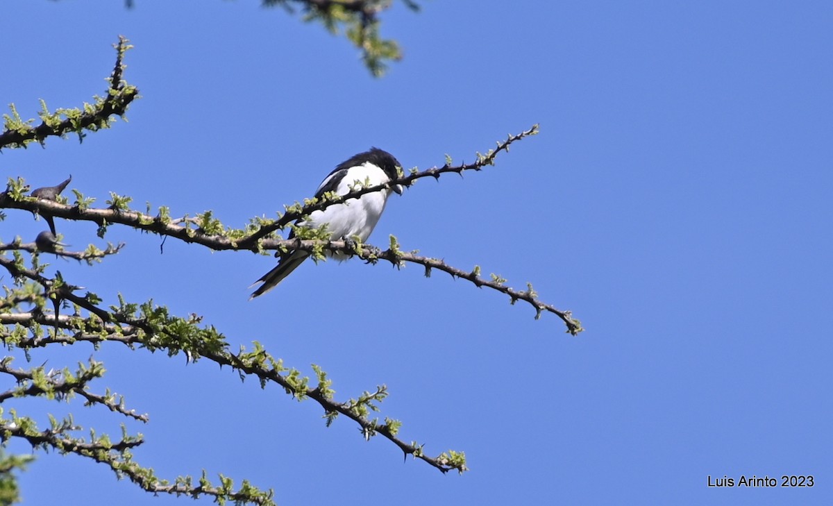 Northern Fiscal - ML644431974