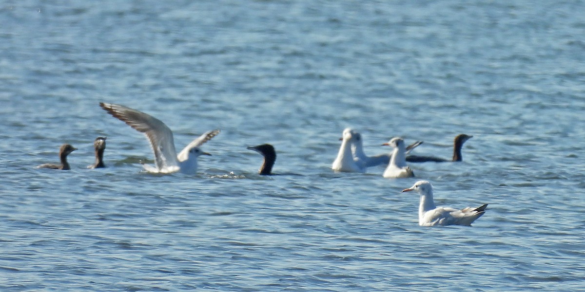 Slender-billed Gull - ML644431992