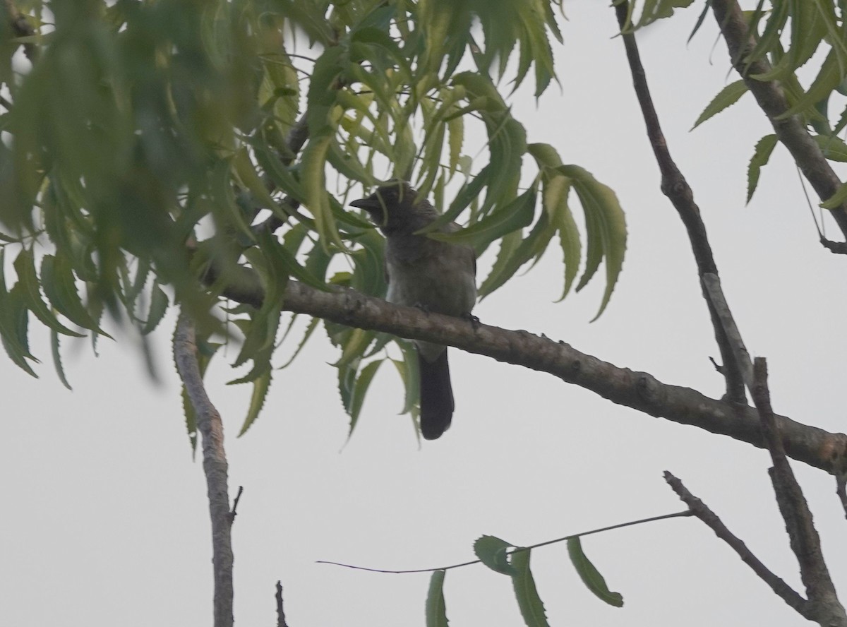 בולבול אפריקני - ML644431994
