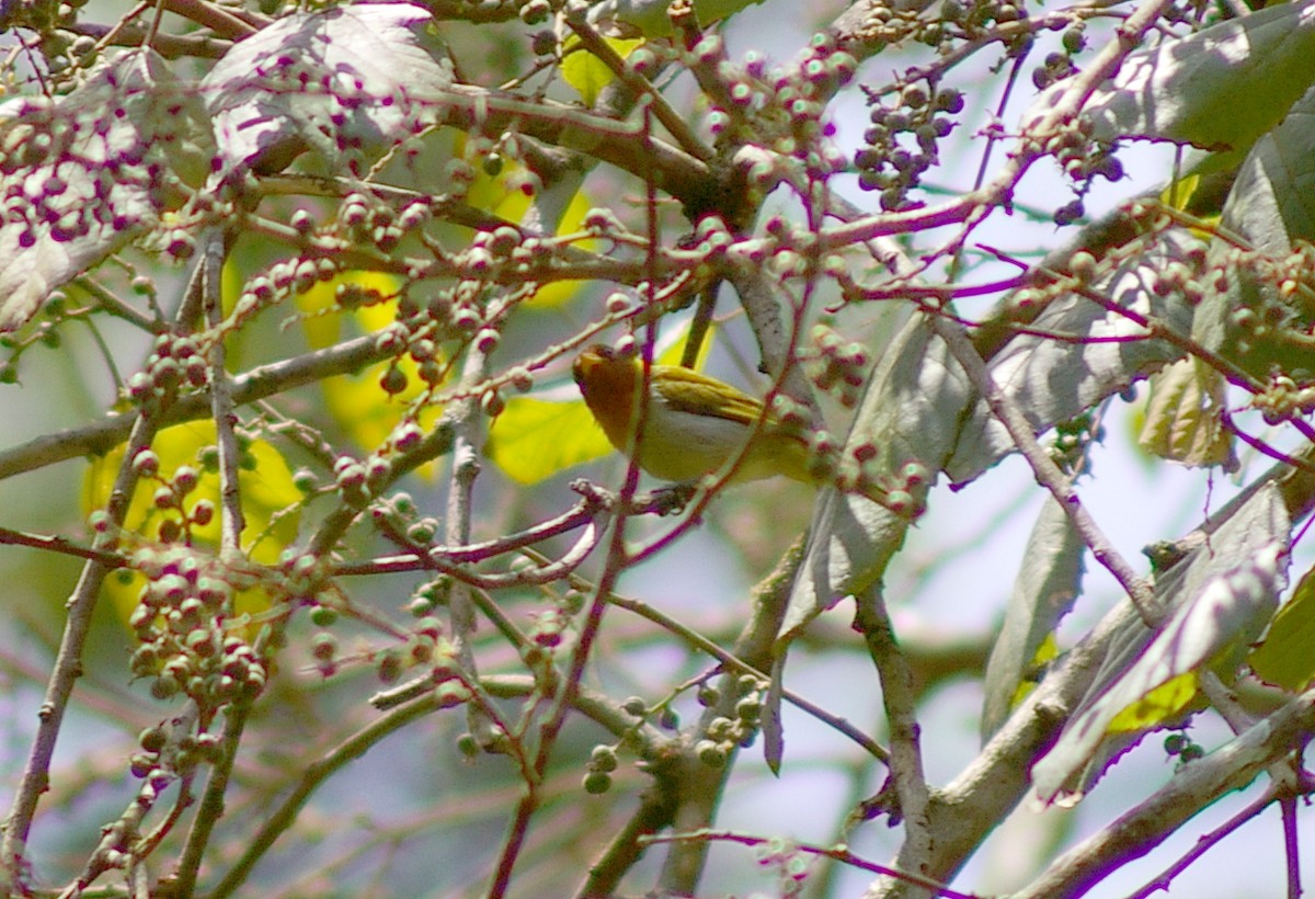 Rufous-headed Tanager - ML64443201