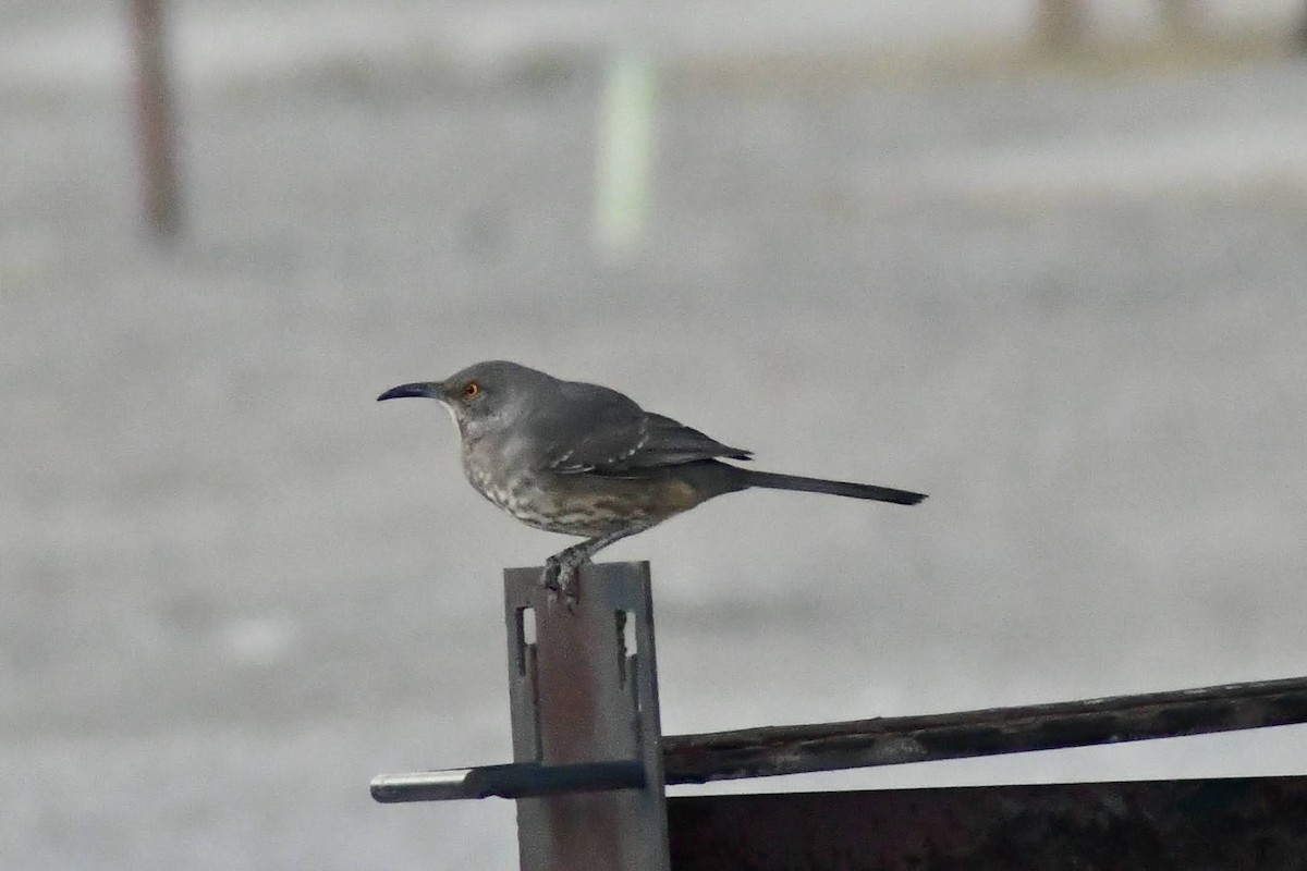 Curve-billed Thrasher - ML644432010