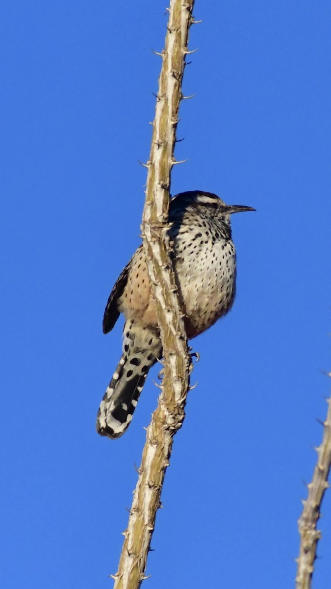 Cactus Wren - ML644432015
