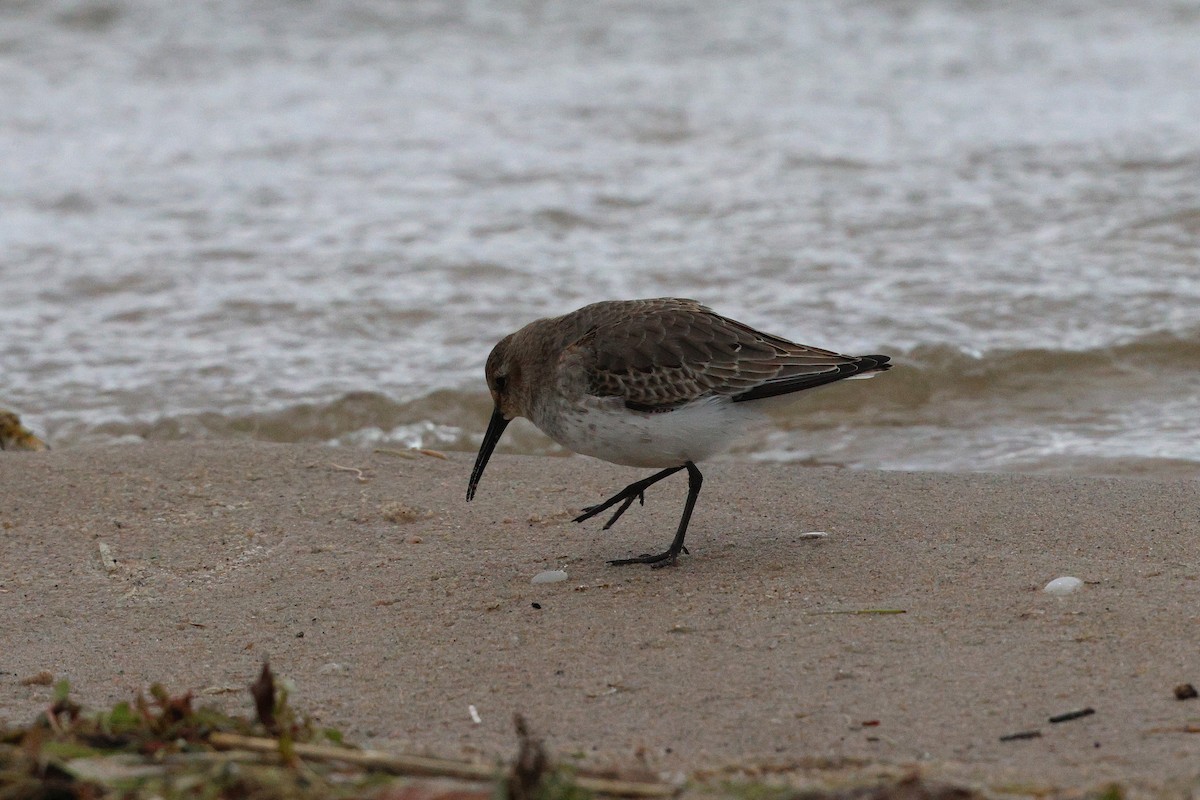 myrsnipe - ML644432016