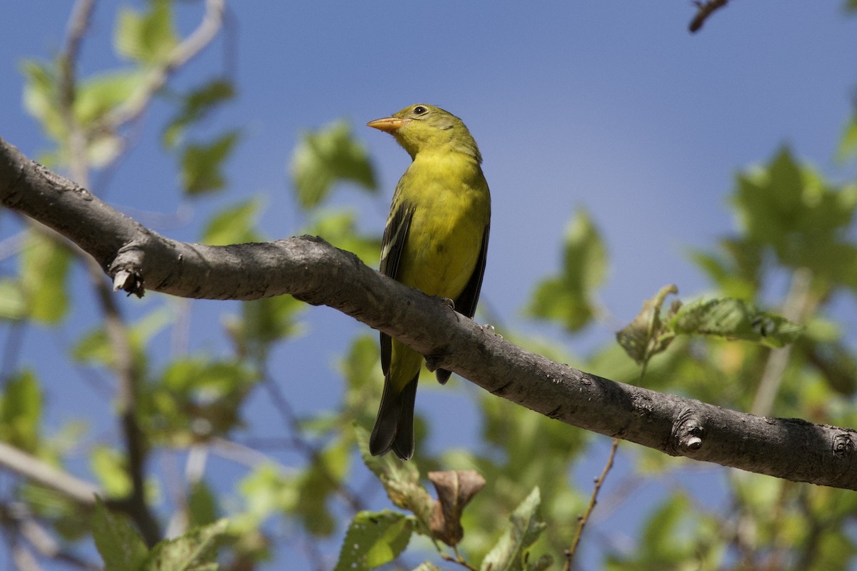 Western Tanager - ML644432020