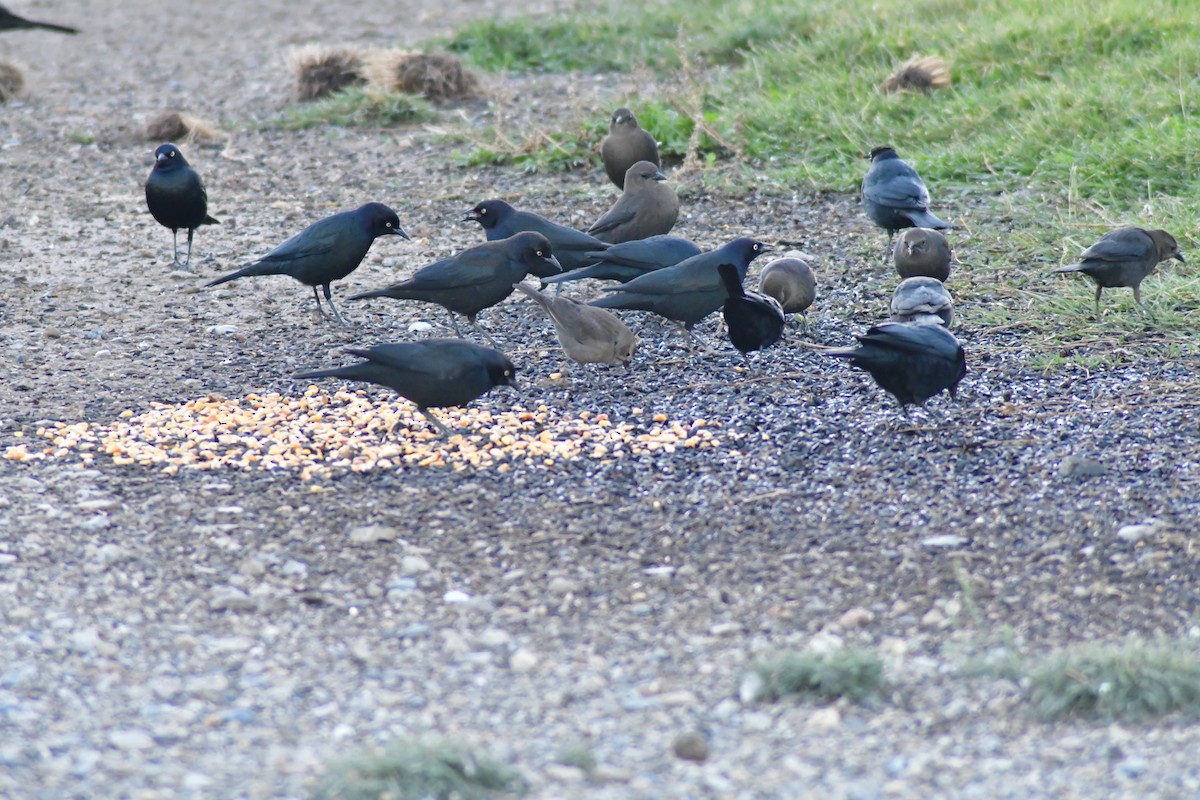 Brewer's Blackbird - ML644432024