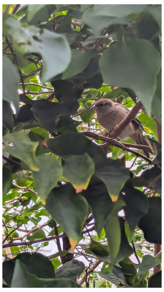 House Sparrow - ML644432045