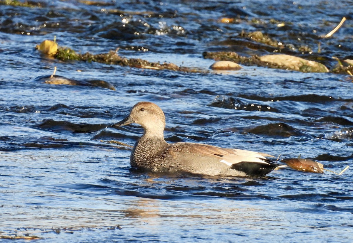 Нерозень - ML644432053