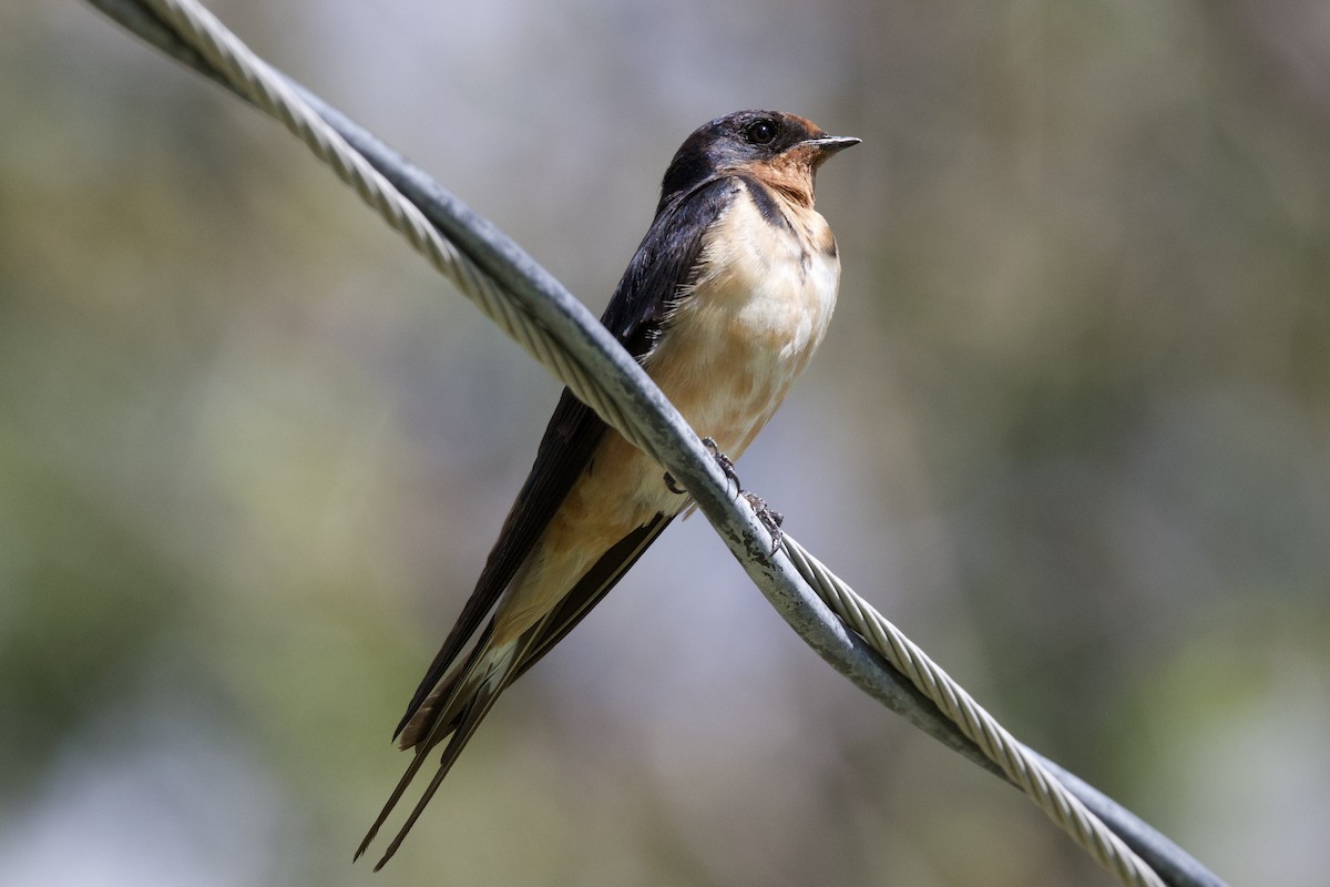 Rondine - ML644432056