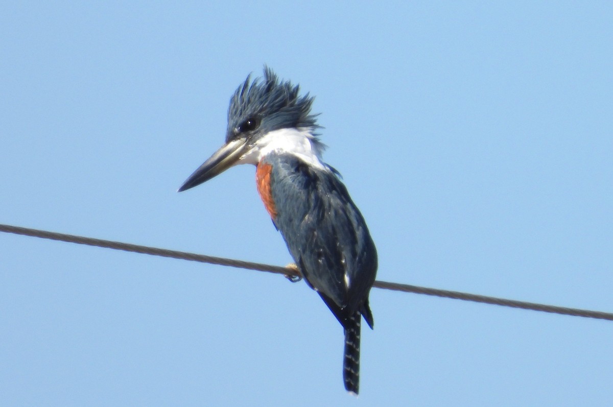 Ringed Kingfisher - ML644432061