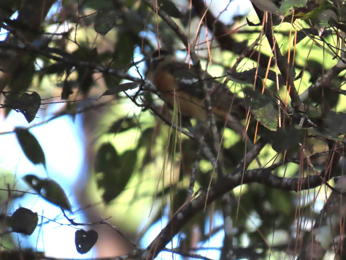 Black-headed Grosbeak - ML644432063