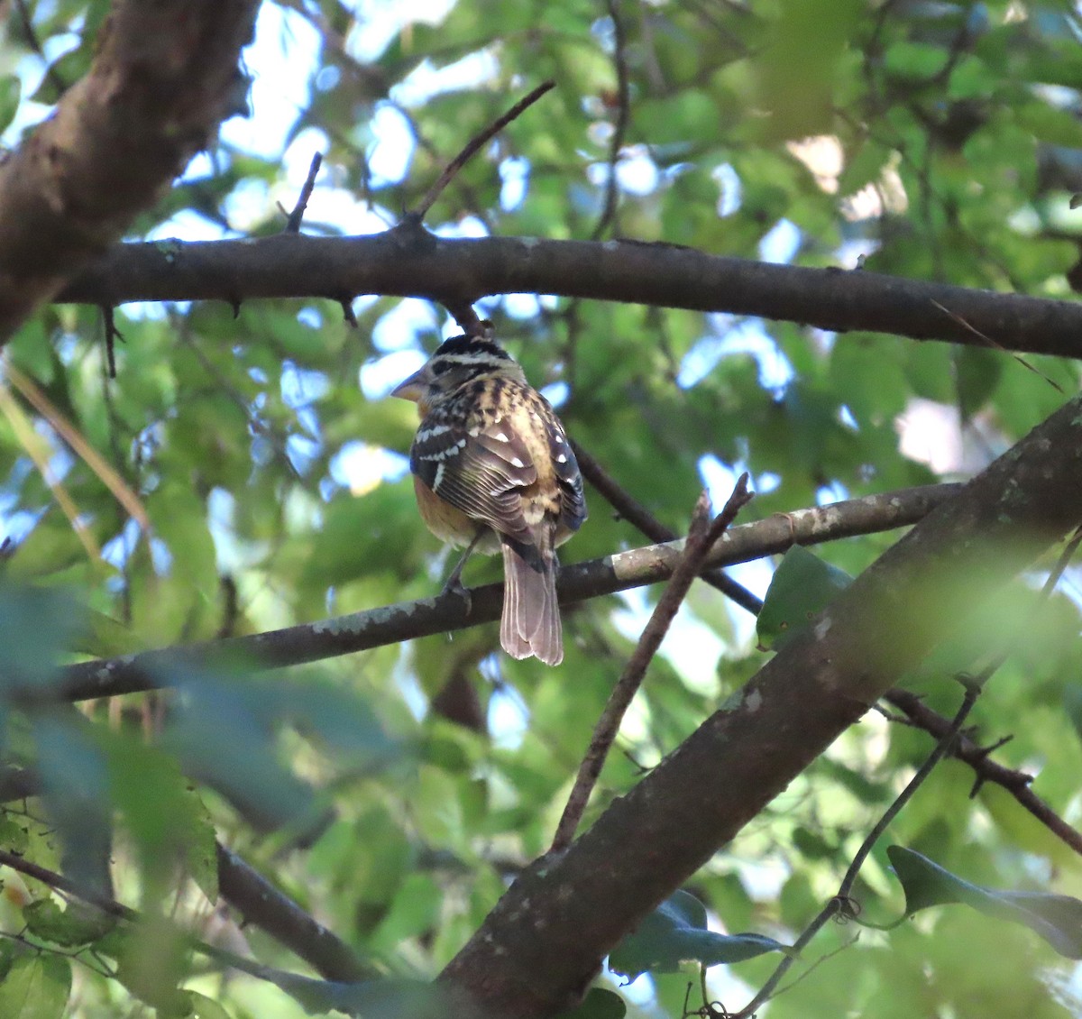 Black-headed Grosbeak - ML644432064