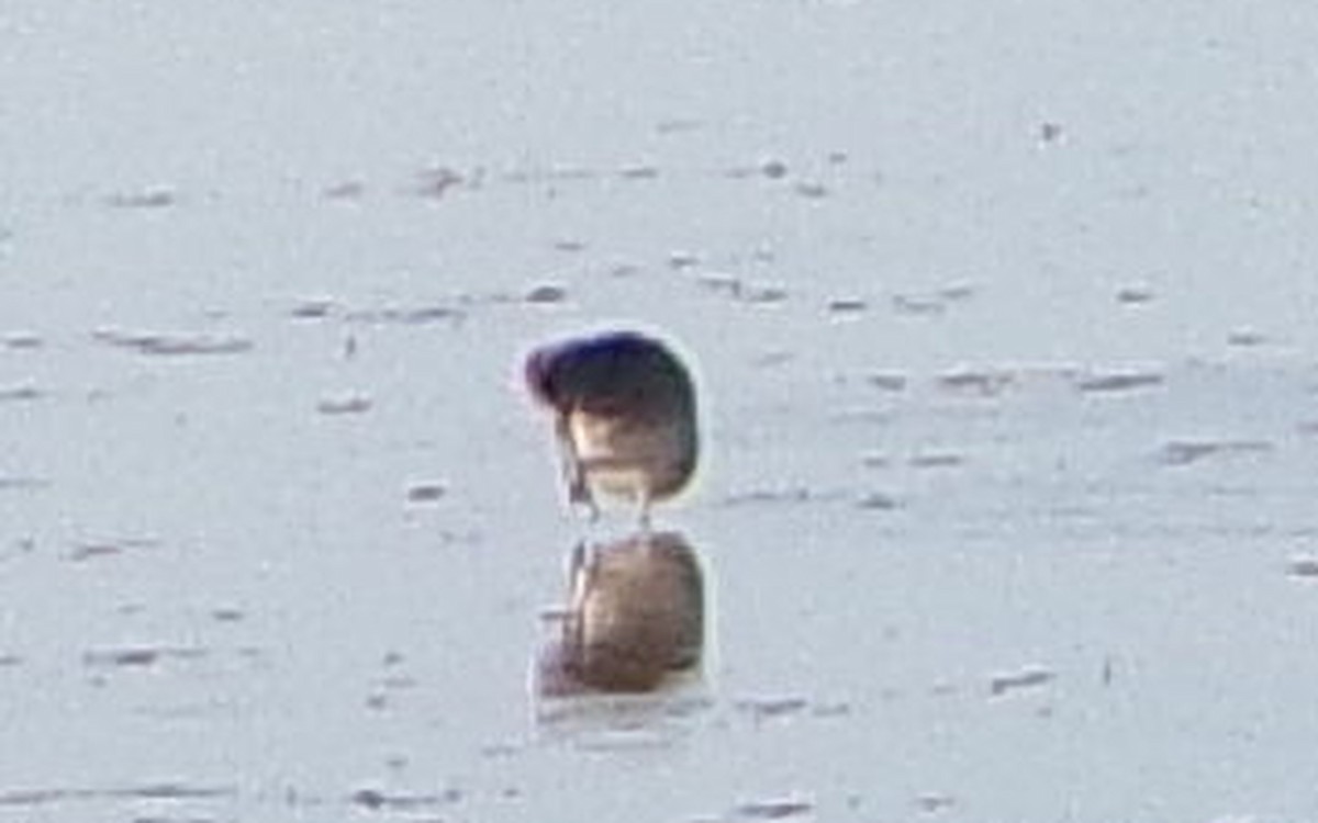 tanımsız küçük kumkuşu (Calidris sp.) - ML644432065