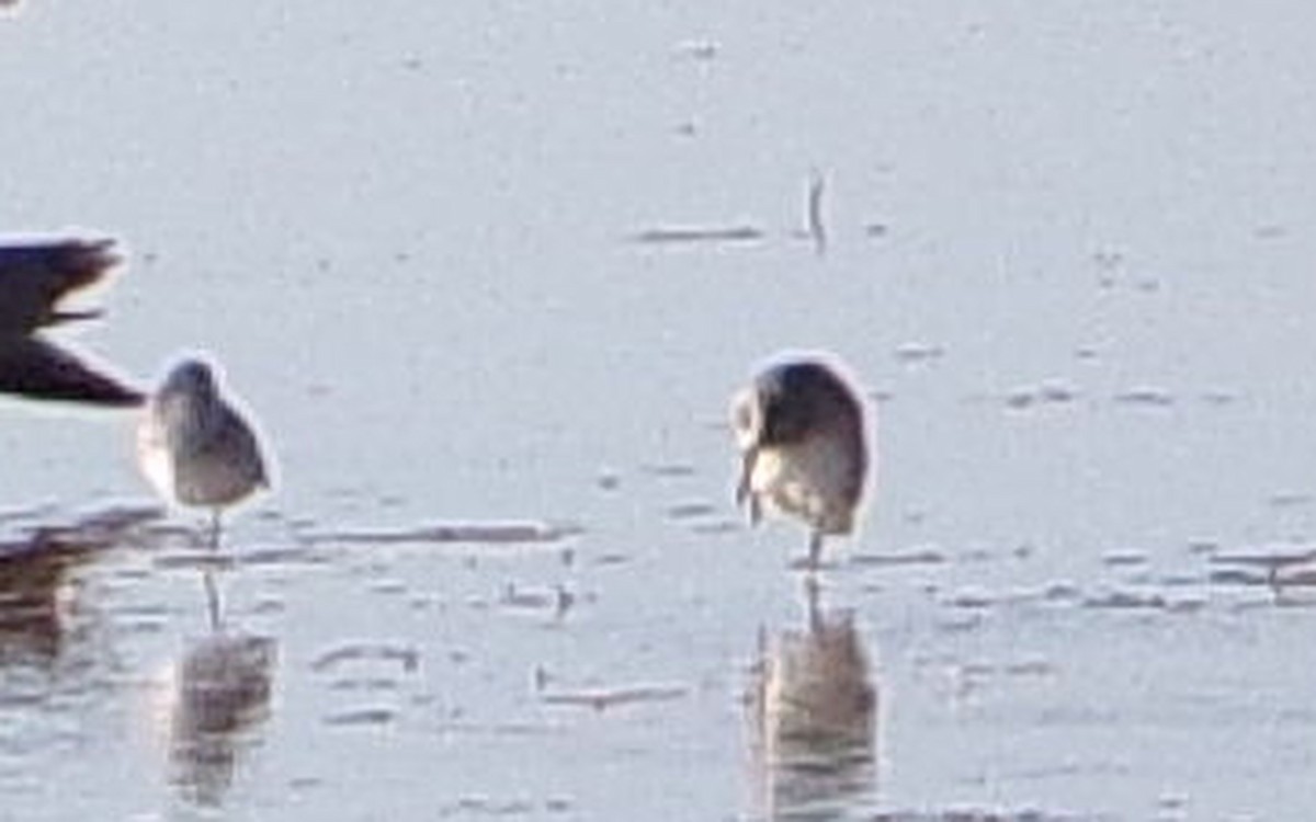 tanımsız küçük kumkuşu (Calidris sp.) - ML644432066