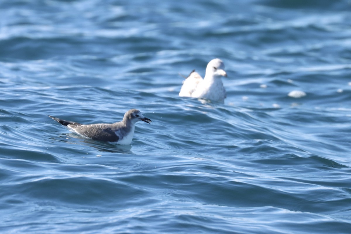 Schwalbenmöwe - ML644432069