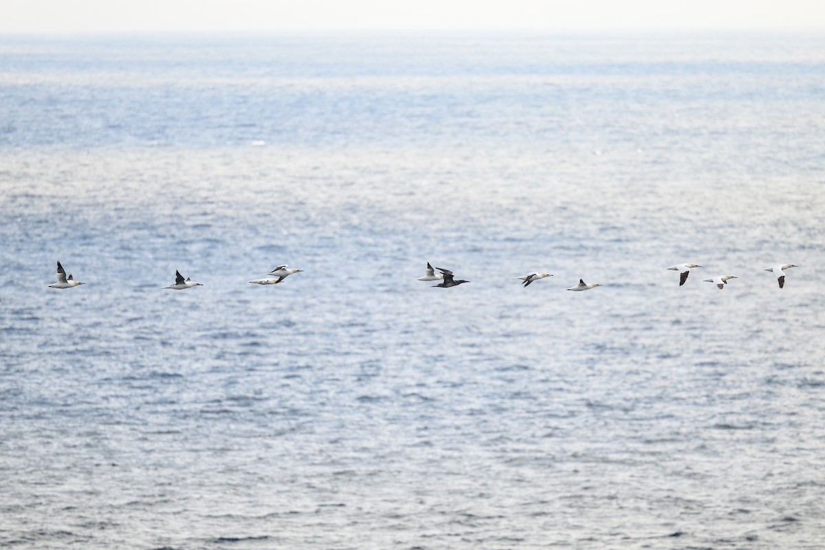 Zanga arrunta - ML644432070