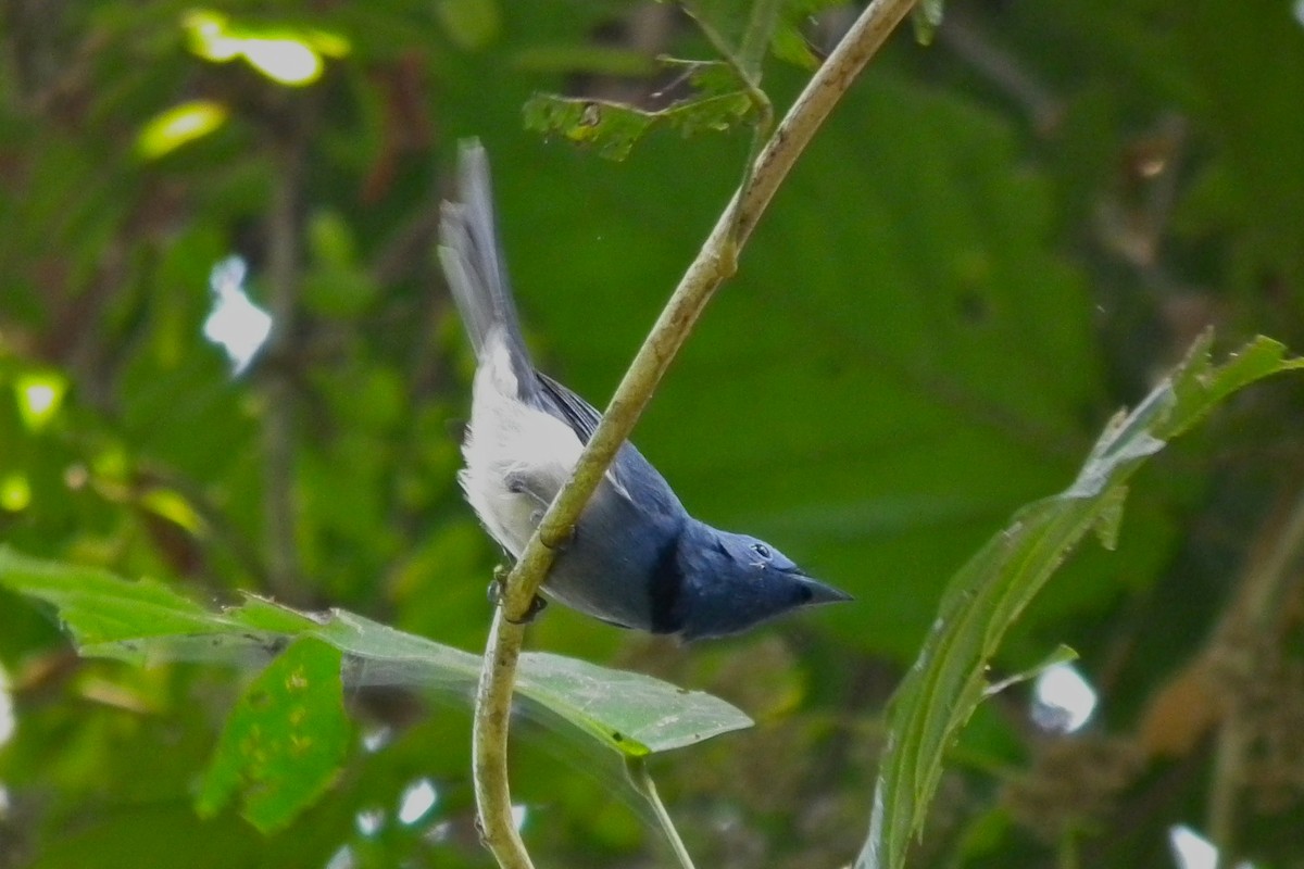 Black-naped Monarch - ML644432076