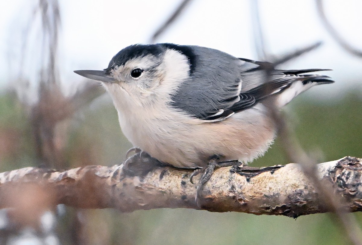 White-breasted Nuthatch - ML644432105