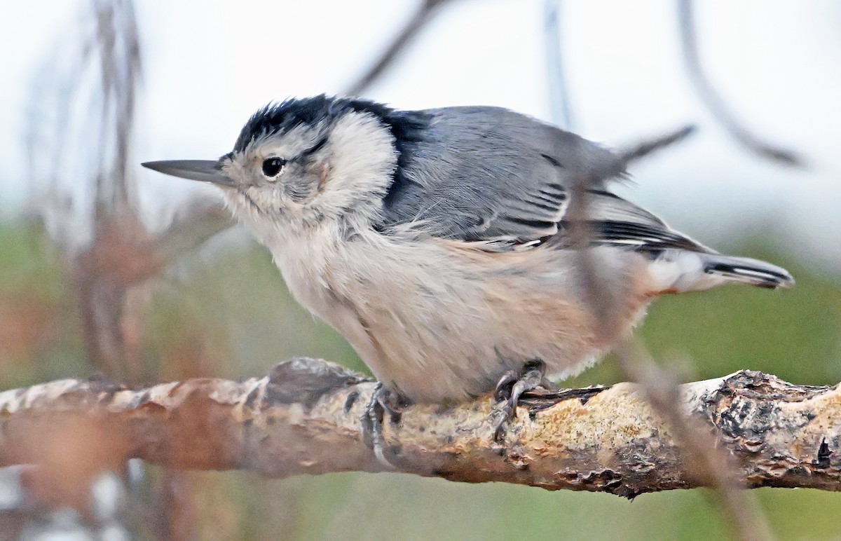 White-breasted Nuthatch - ML644432106