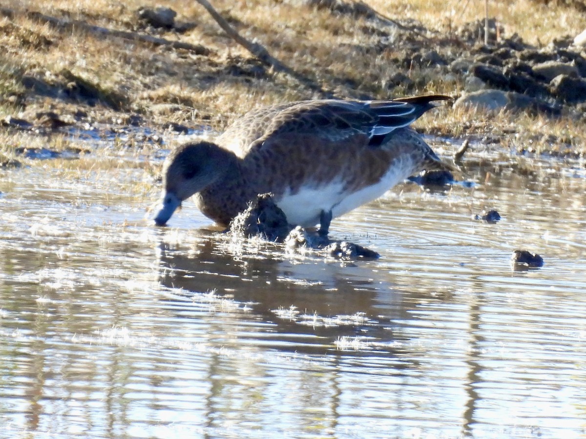 American Wigeon - ML644432111