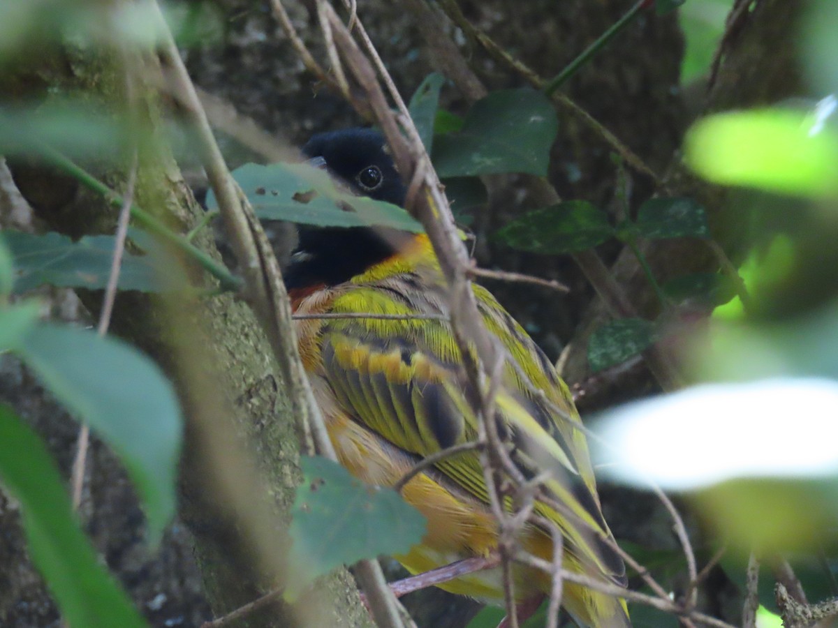 Black-headed Weaver - ML644432131