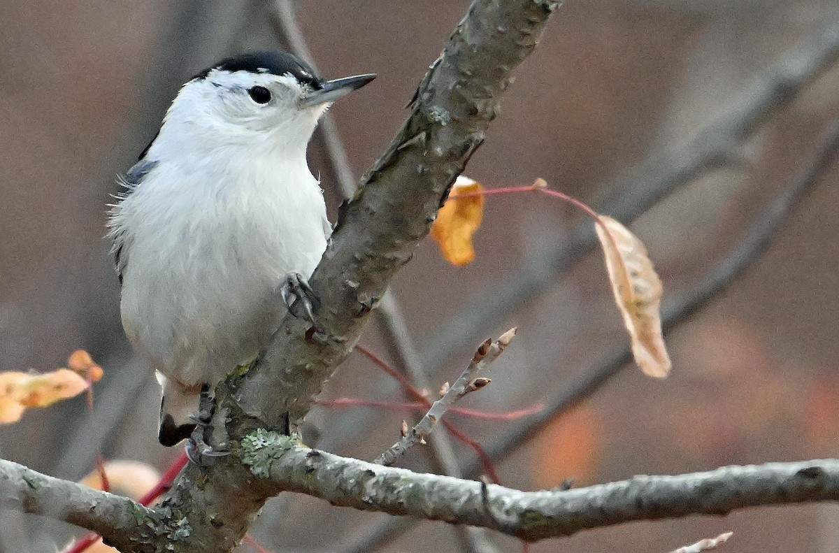White-breasted Nuthatch - ML644432132