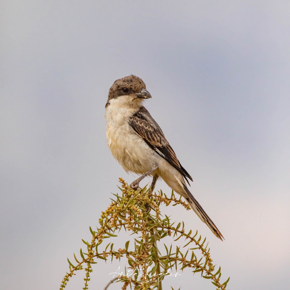 Northern Fiscal - ML644432152