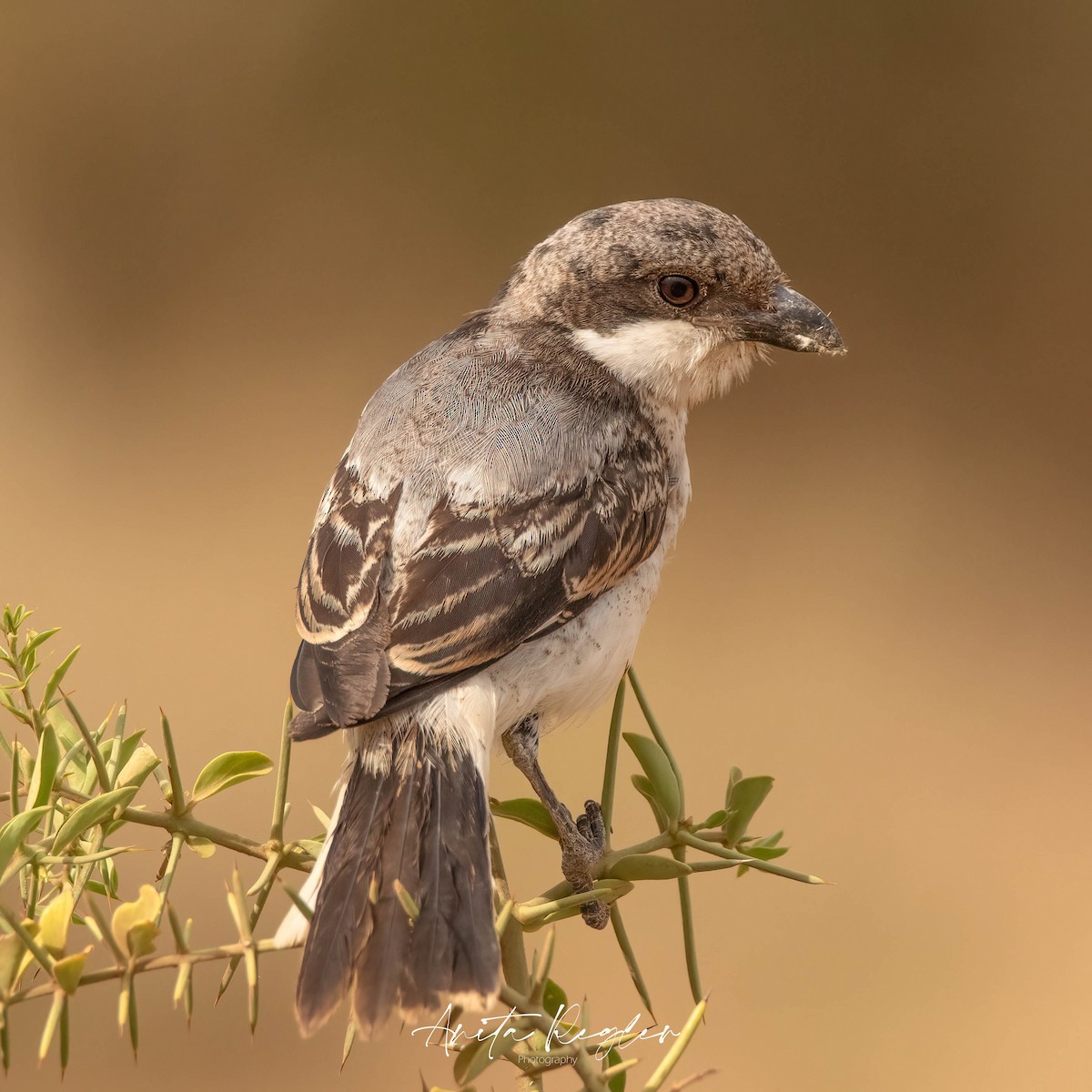 Northern Fiscal - ML644432153