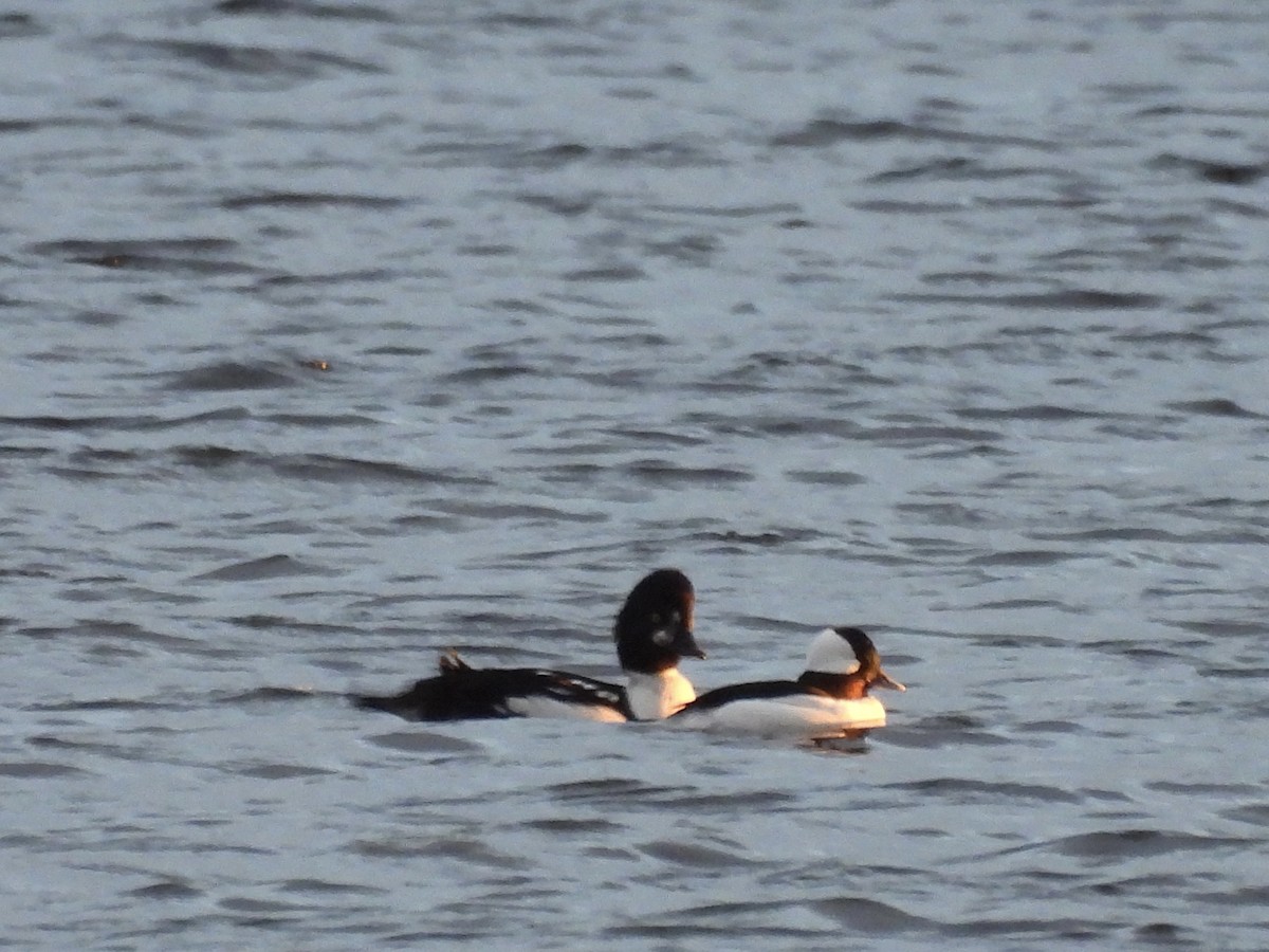 hohol islandský - ML644432158