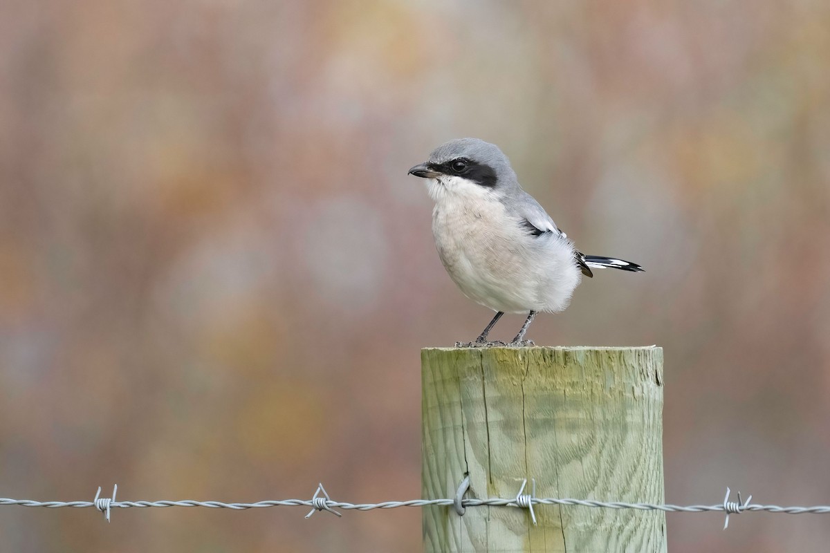 Northern Shrike - ML644432159